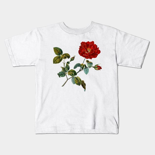 Rosa Gallica French Rose Kids T-Shirt by AntiqueImages